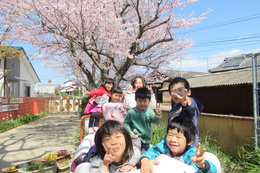 4月1日　桜が満開！
