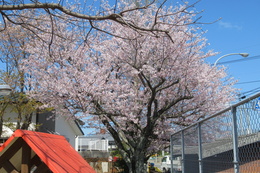 4月1日　桜が満開！
